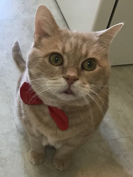 Entry image for Auggie. Clicking this image will show a larger photo