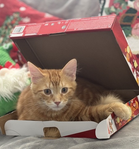 Entry image for Linus 🐈. Clicking this image will show a larger photo