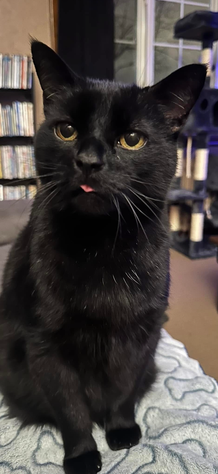 Entry image for Shadow. Clicking this image will show a larger photo