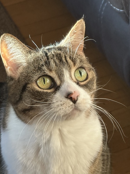 Entry image for Tabby. Clicking this image will show a larger photo