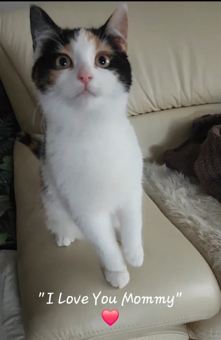 Entry image for Fiorita. Clicking this image will show a larger photo