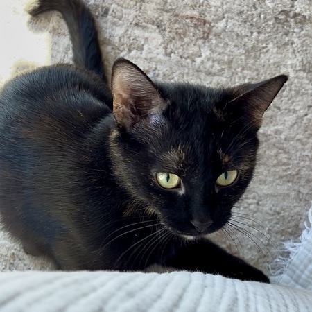 Entry image for Saoirse (FKA Hope). Clicking this image will show a larger photo