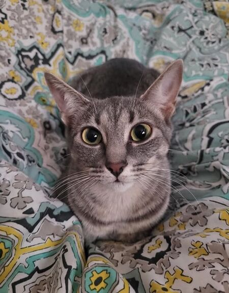 Entry image for Coco. Clicking this image will show a larger photo