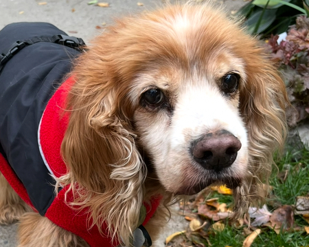 Entry image for Cooper. Clicking this image will show a larger photo