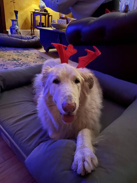 Entry image for Zoey. Clicking this image will show a larger photo