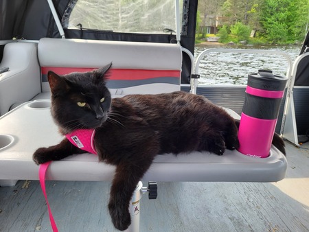 Entry image for Stasha. Clicking this image will show a larger photo