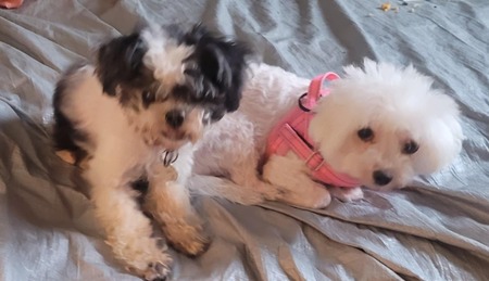 Entry image for Rocky and Candi Cane. Clicking this image will show a larger photo