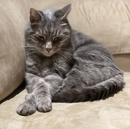 Entry image for Chester. Clicking this image will show a larger photo