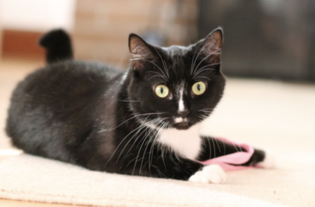 Entry image for Lily. Clicking this image will show a larger photo