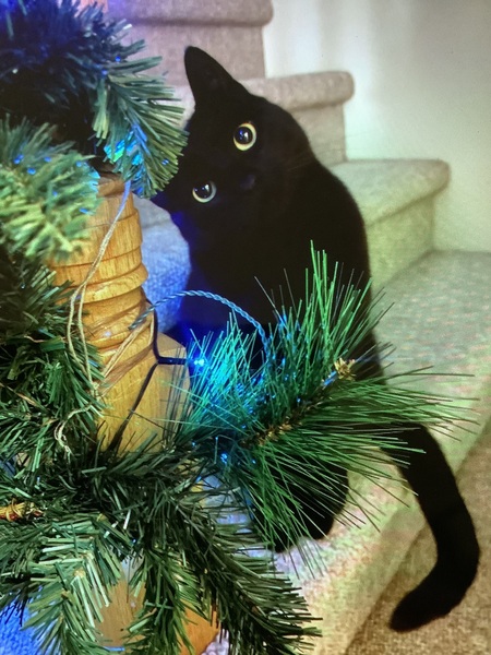 Entry image for Prudence. Clicking this image will show a larger photo