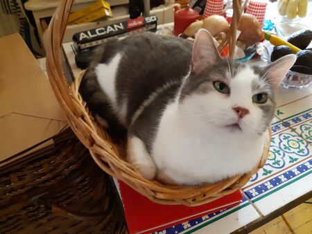 Entry image for Sir Lancelot (The Lance). Clicking this image will show a larger photo