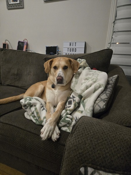 Entry image for Kona. Clicking this image will show a larger photo