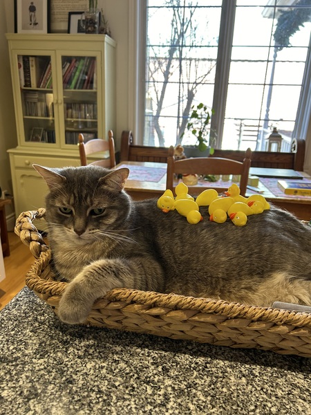 Entry image for Nacho. Clicking this image will show a larger photo