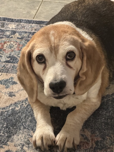 Entry image for Jane aka Jelly Bean. Clicking this image will show a larger photo