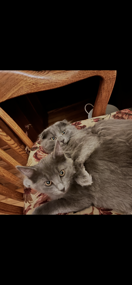 Entry image for Ollie . Clicking this image will show a larger photo