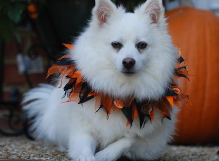 Pumpkin Starr