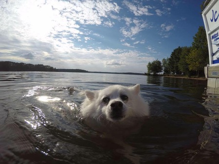 Swimming Starr
