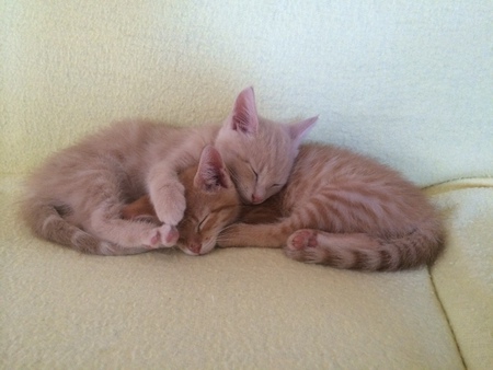 Nala & Mesi