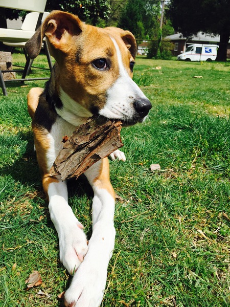 Maya