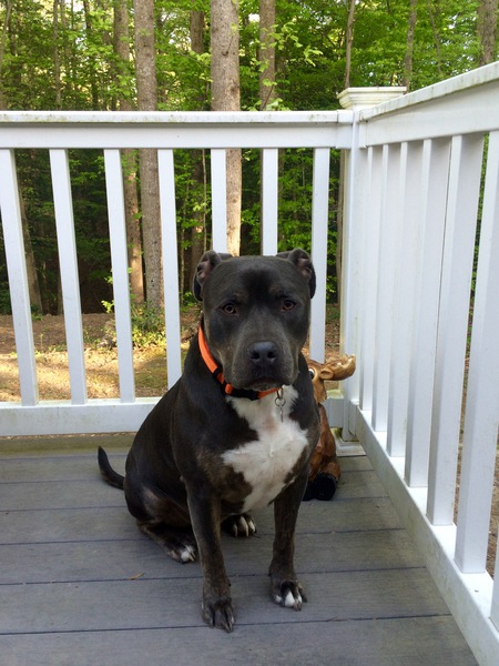 Bruno