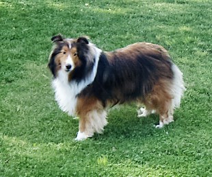 Rocky