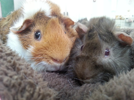 Hammie and Lenox