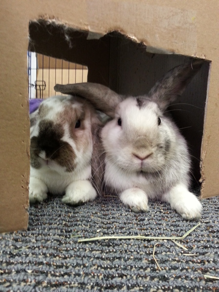 Thumper and Mopsy