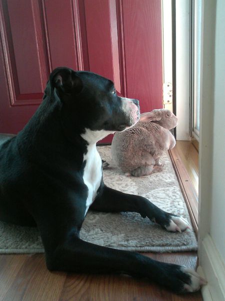 Jezell Bunny and Dizzy Pitbull