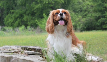 Bailey