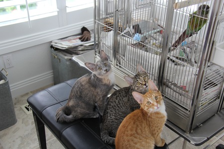 Pelada, Marbella, Frisco, and Cinnamon (bird)