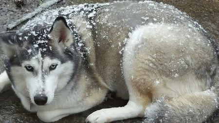 Angel Blizzard