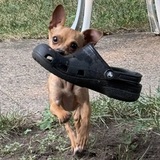 Entry image for McQueen