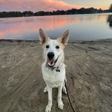 Entry image for Baloo