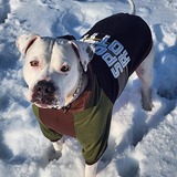 Entry image for Benji