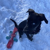 Entry image for Rose 