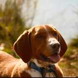 Entry image for Bodhi