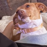 Entry image for Alba