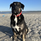 Entry image for Maverick