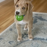 Entry image for Charlie