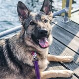 Entry image for Kona