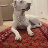 Entry image for Bluey