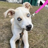 Entry image for Remi