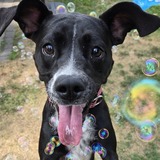 Entry image for Phoebe 