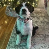 Entry image for Cuervo 