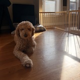 Entry image for Lincoln Eugene O’Toole 