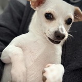 Entry image for Poppy (FKA Butter)