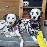 Entry image for Perdita and Pongo