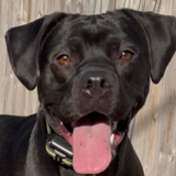 Entry image for Dixie