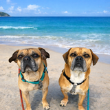 Entry image for Milo & Cyrus