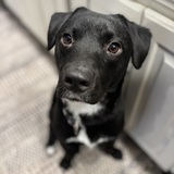 Entry image for Frankie